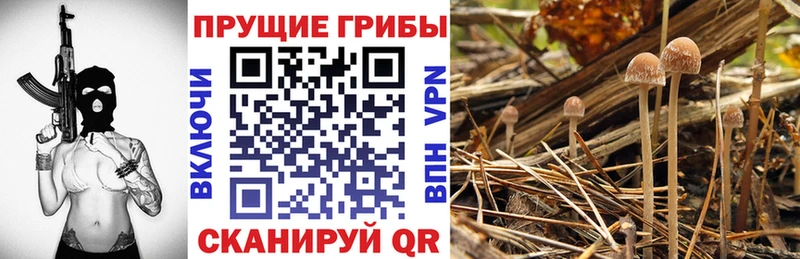 Псилоцибиновые грибы GOLDEN TEACHER  Невинномысск 